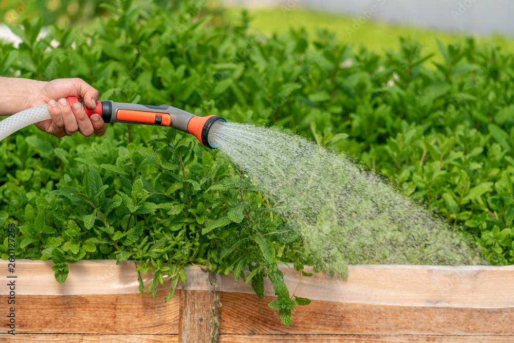 Watering plant in greenhouse garden