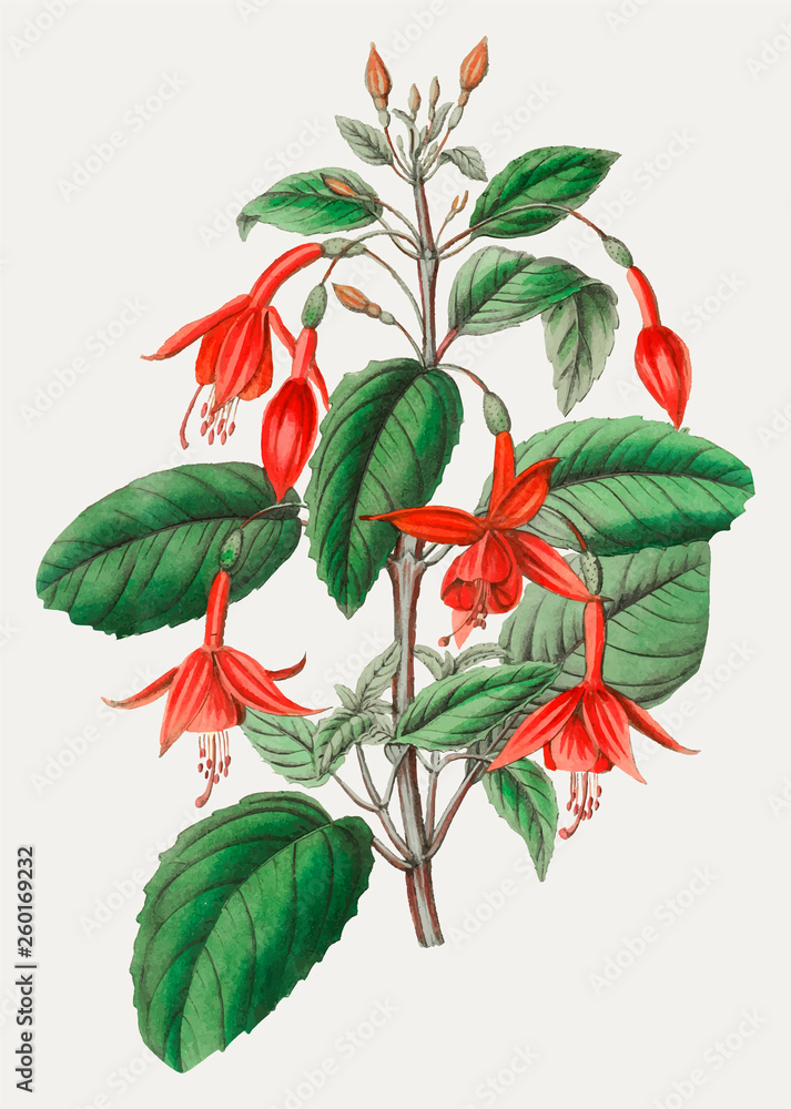 Fuchsia flower