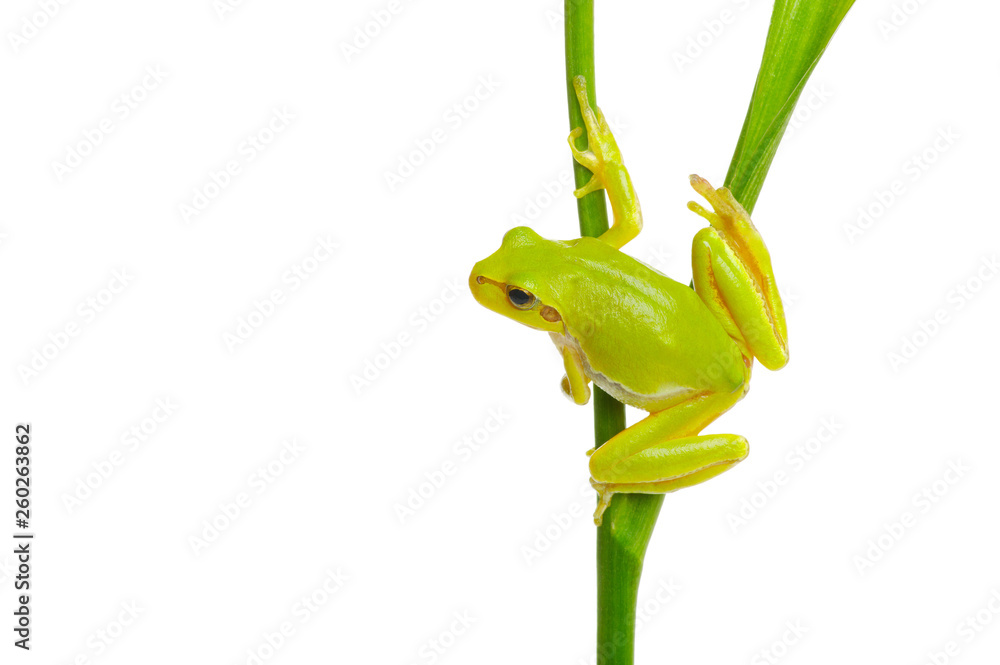 Tree frog on a plant