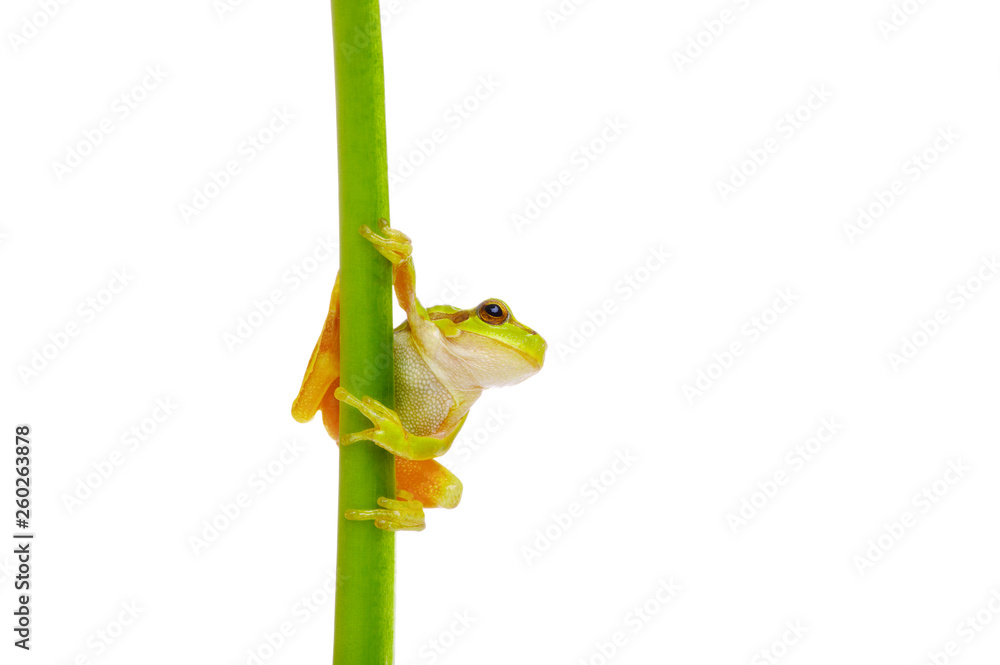 Tree frog on a plant