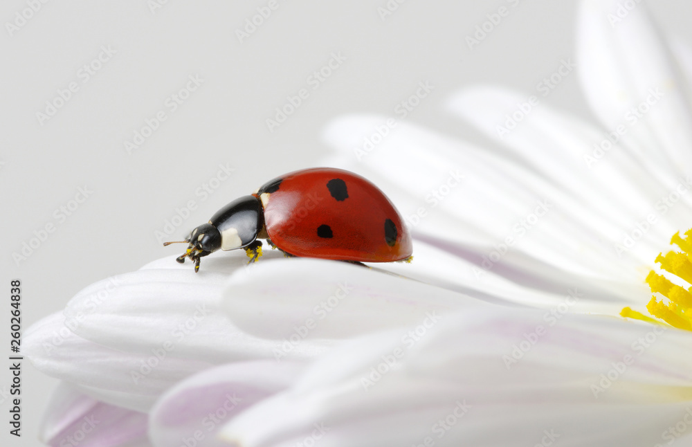 Ladybug on a flower