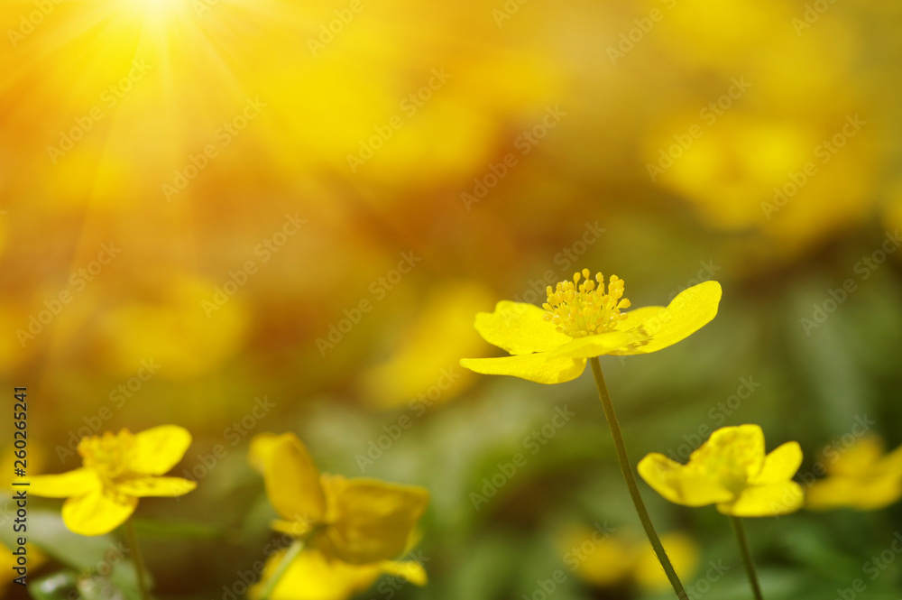 field of spring flowers