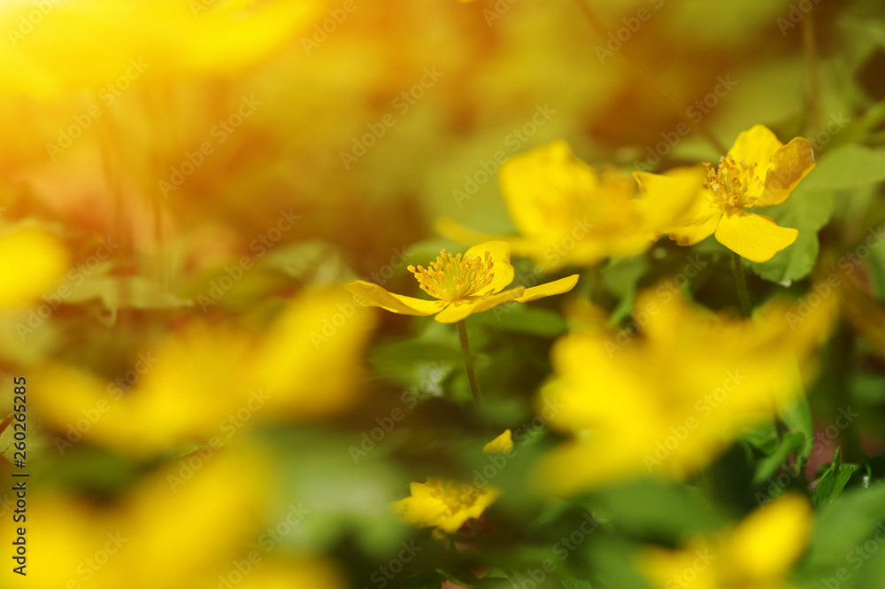 field of spring flowers