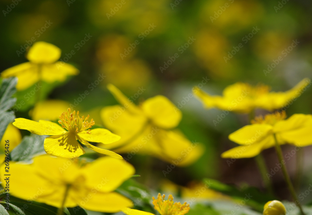 春花田