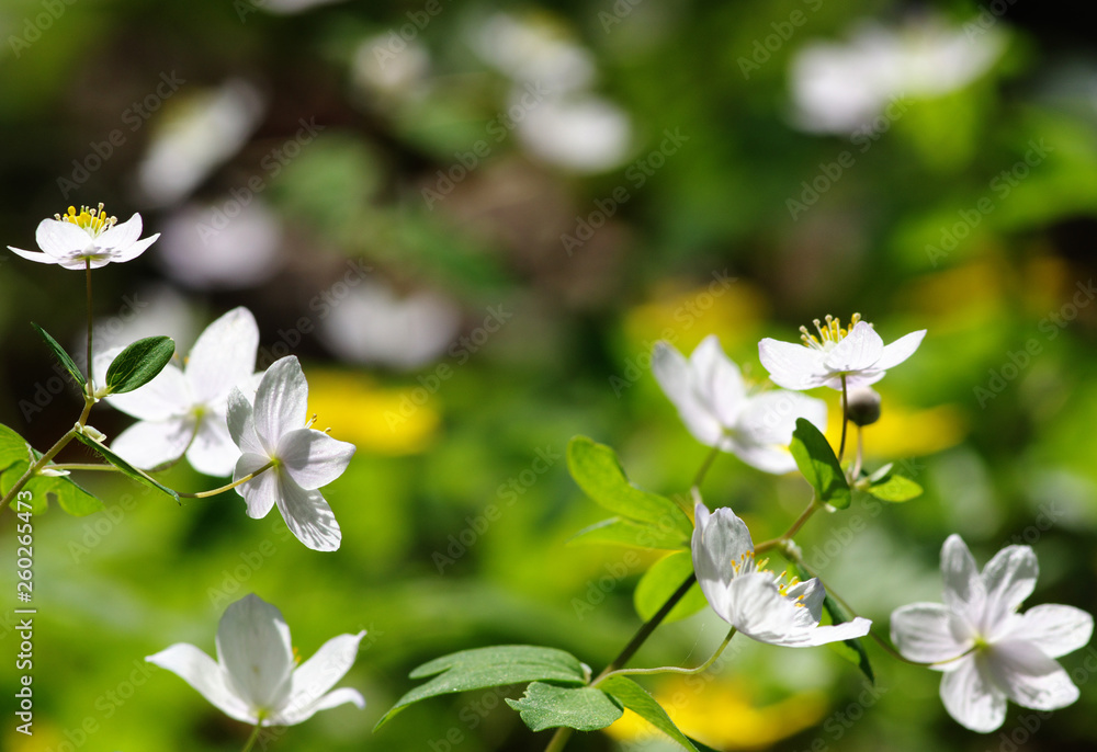 春花田