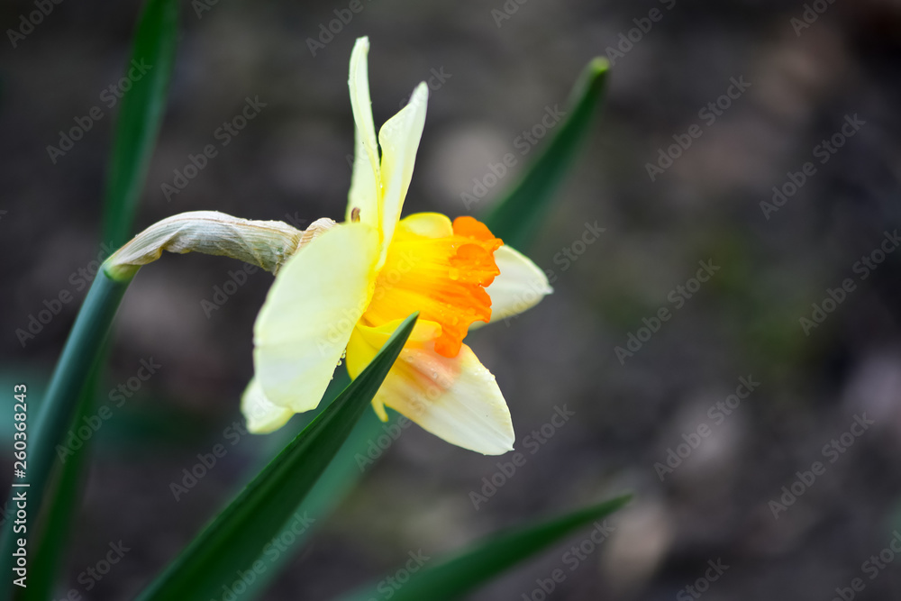 美丽的春花水仙，桔梗，水仙花是一种球茎开花植物。