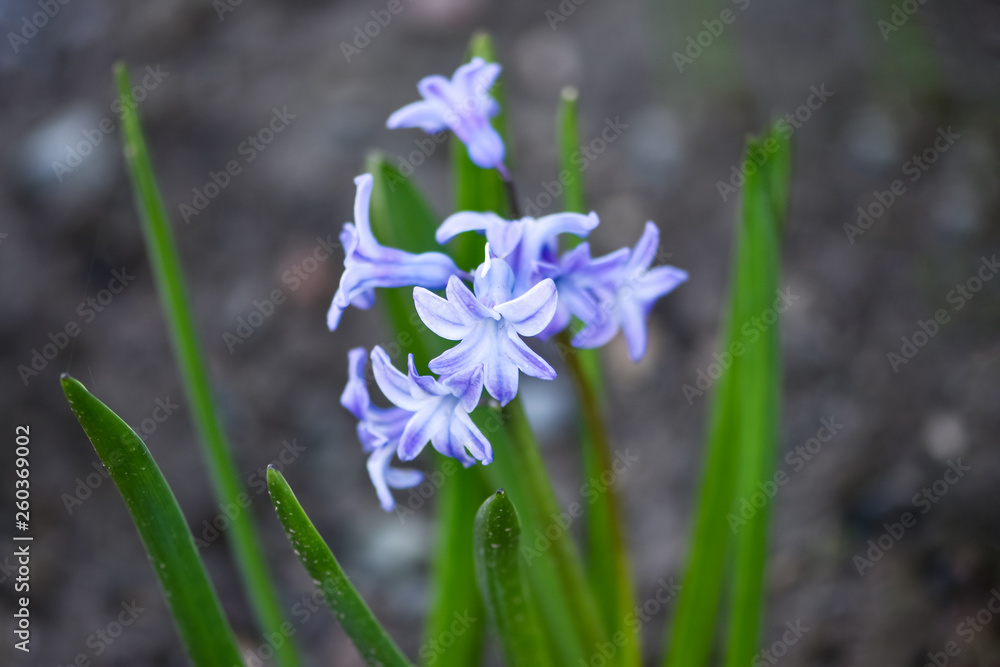 美丽的春天花朵——普通风信子、花园风信子或荷兰风信子（东方风信子）