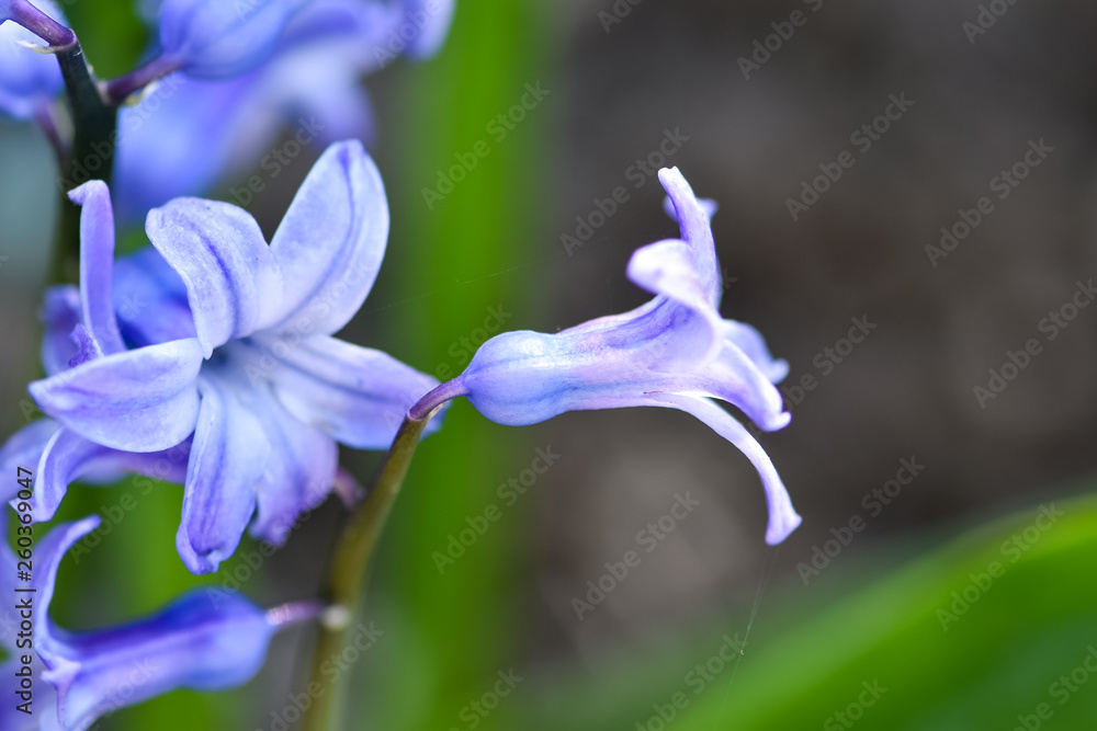 Beautiful spring flowers common hyacinth, garden hyacinth or dutch hyacinth (hyacinthus orientalis) 