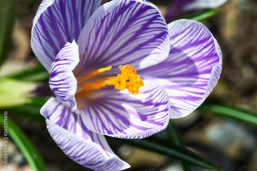 美丽的春花番红花，复数番红花或番红花是花园里的一种开花植物