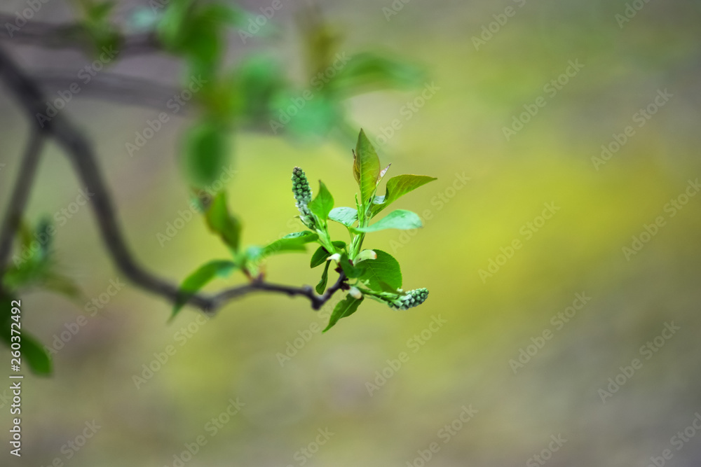 The beginning of flowering tree in the spring garden. Prunus padus, known as bird cherry, hackberry,