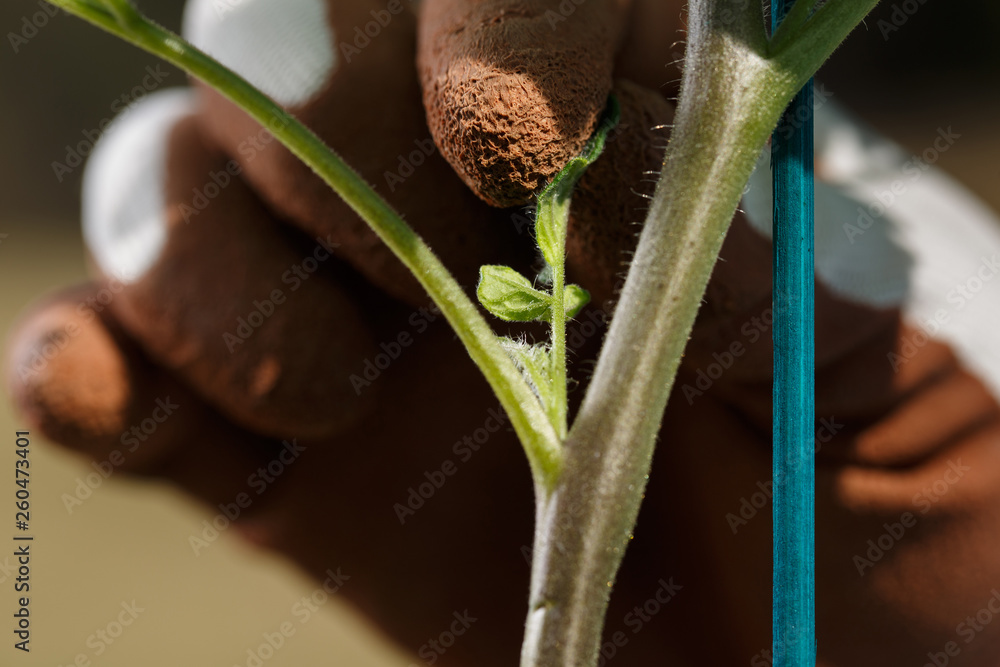 Gardener pinching off the suckers on tomato plant.