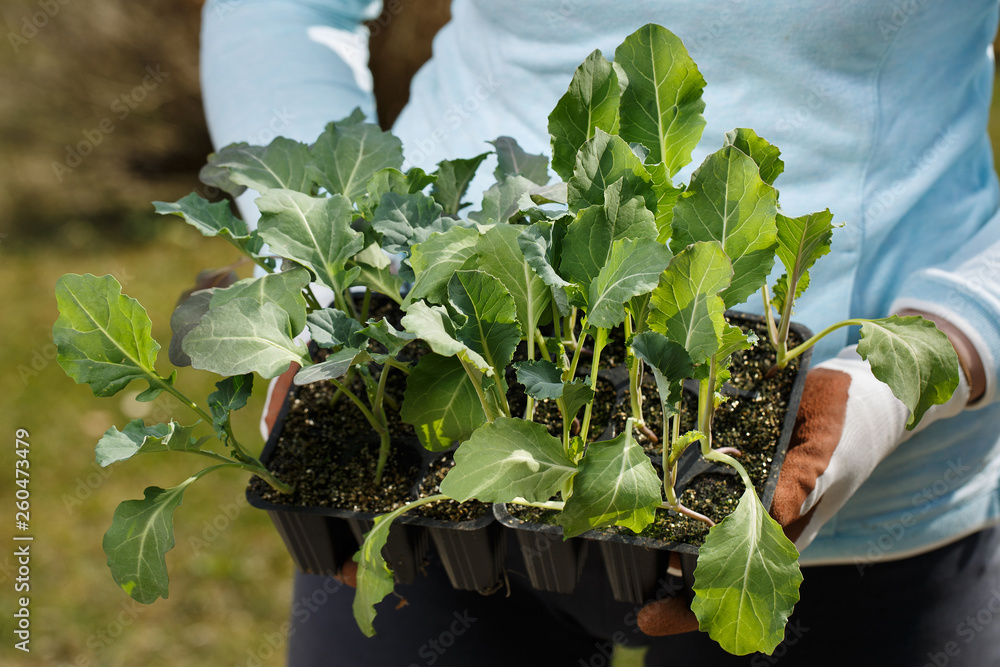 Organic broccoli and cauliflower seedlings collection prepared to be planted on the garden.