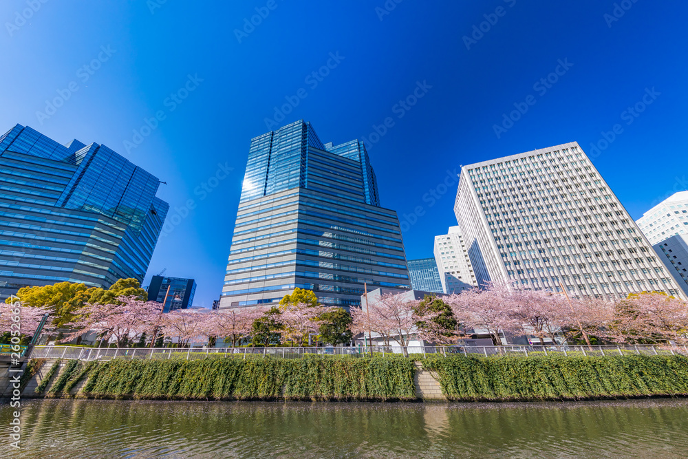 水辺に咲く桜とビル群