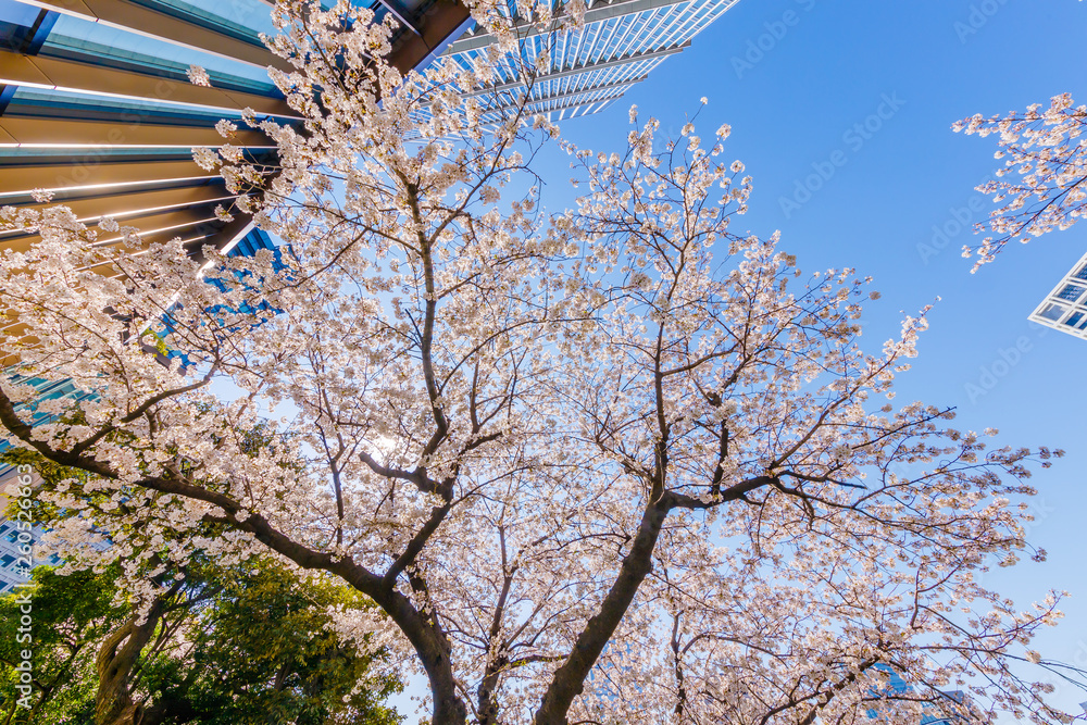 都会に咲く満開の桜