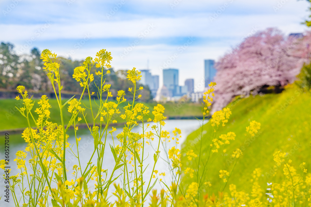 都会に咲く菜の花と桜