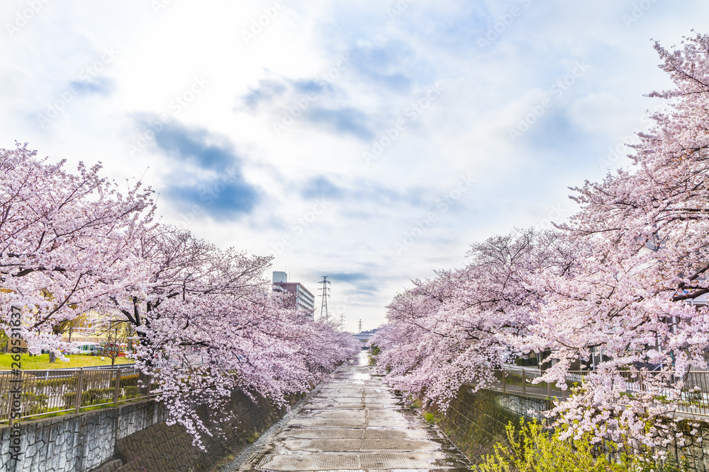 満開の桜の花