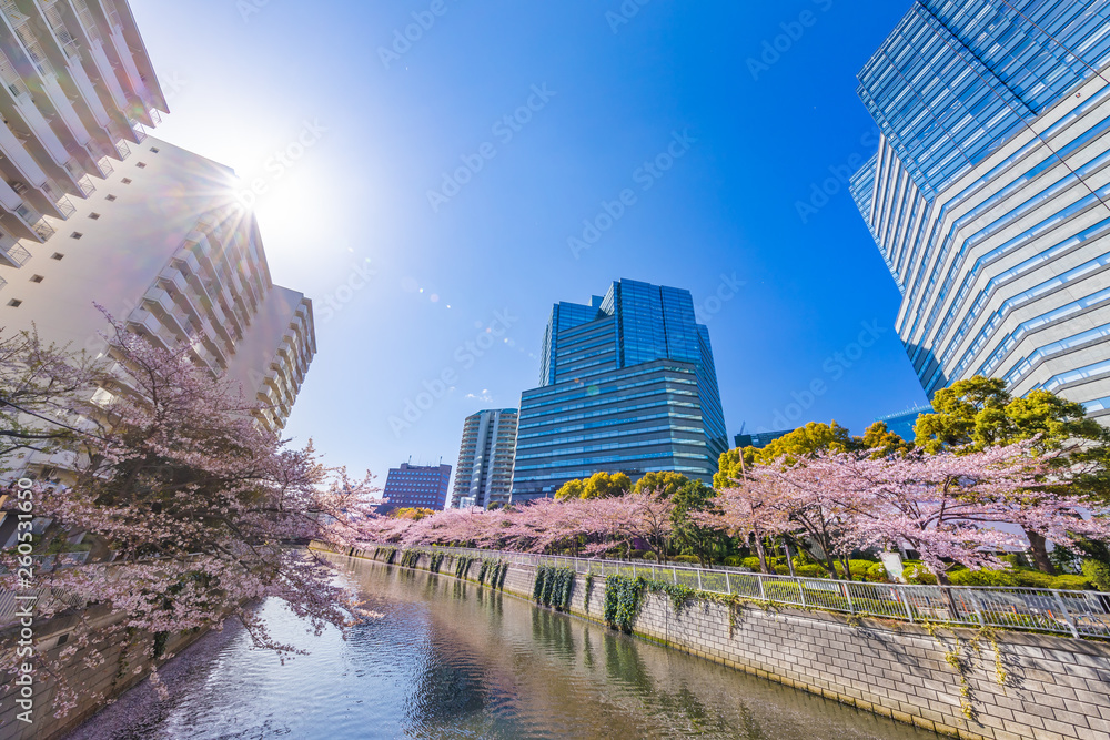 水辺に咲く桜とビル群