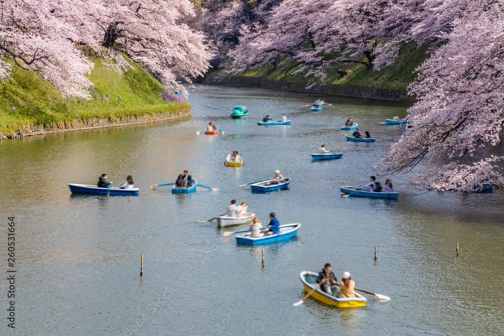 都会に咲く満開の桜