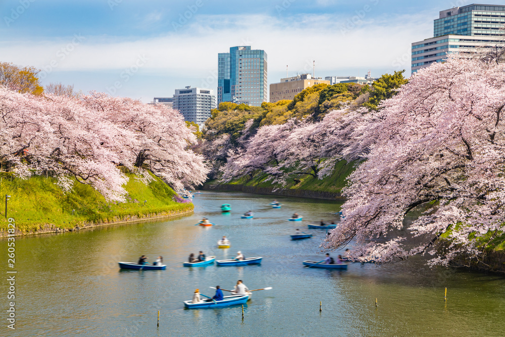 都会に咲く満開の桜