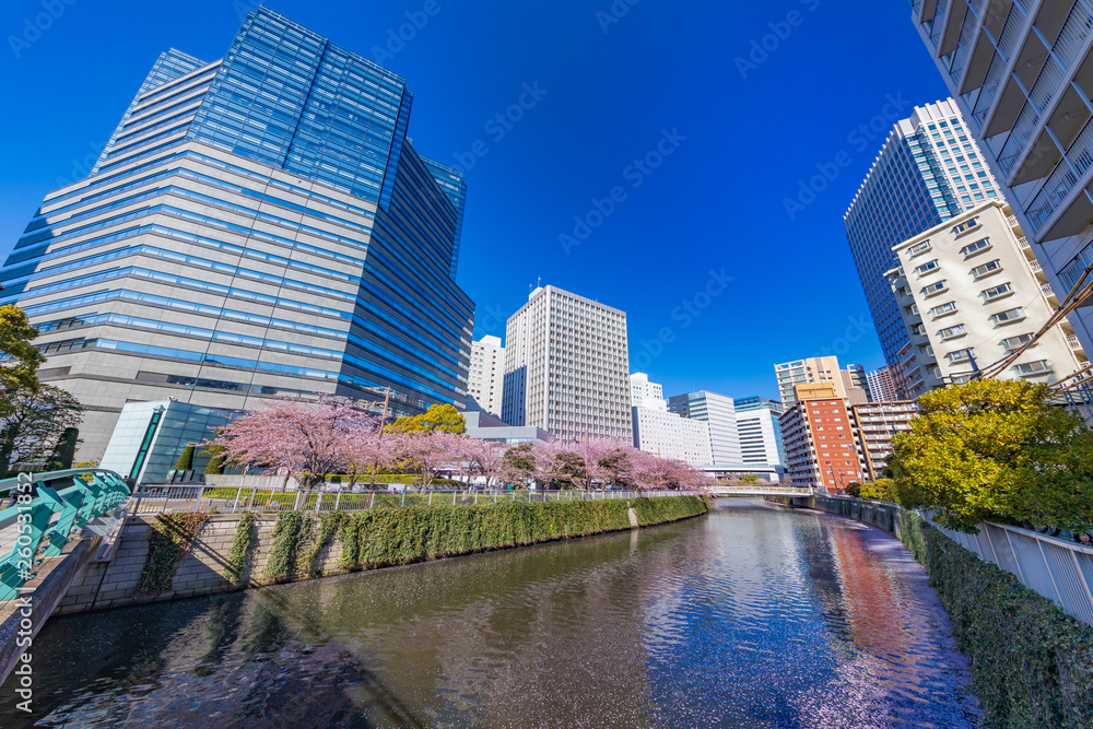 水辺に咲く桜とビル群