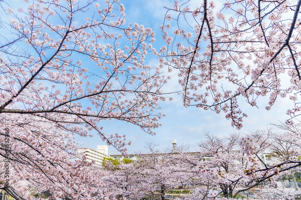 満開の桜の花