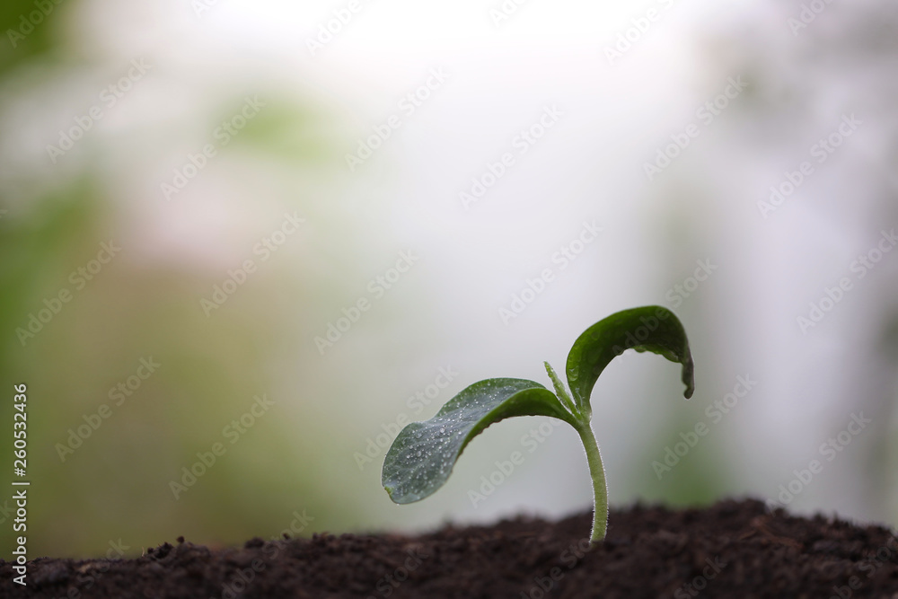 Young green sappling plant with dew growing