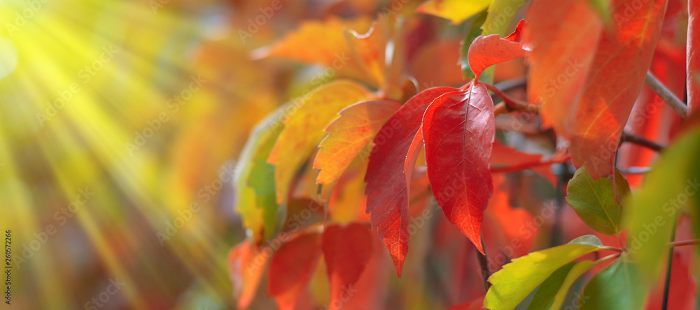 red and green leaves of American vine with sunbeams