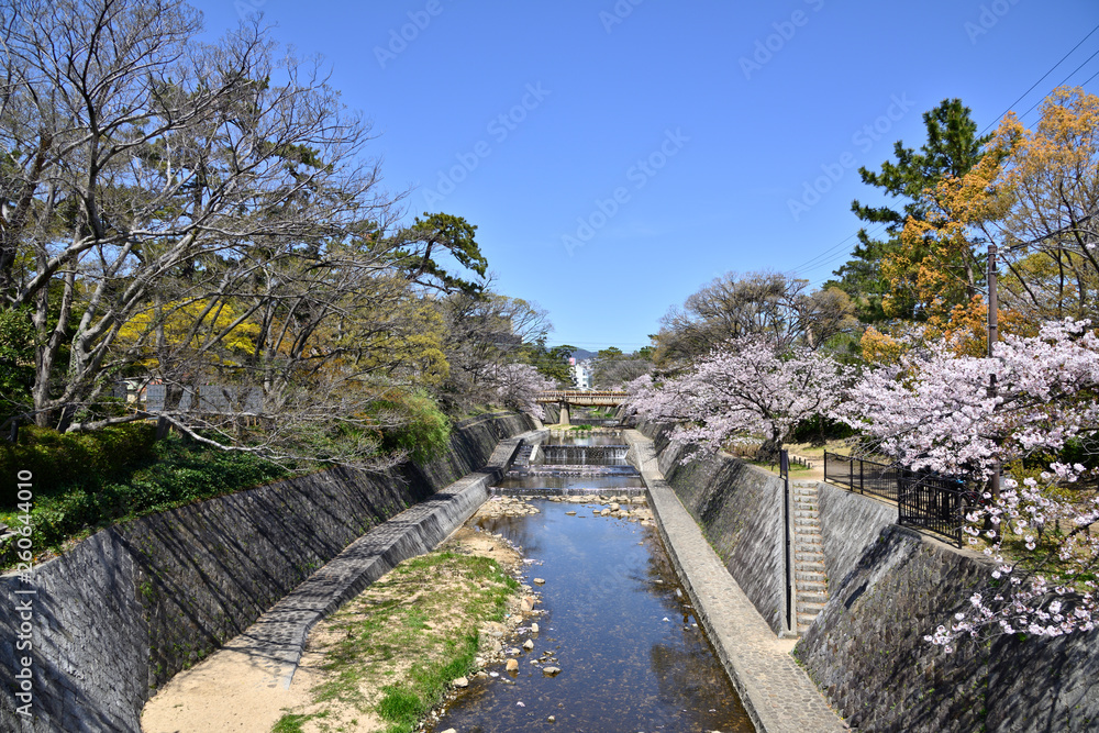 春の夙川