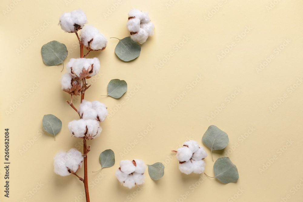 Cotton flowers with eucalyptus leaves on color background