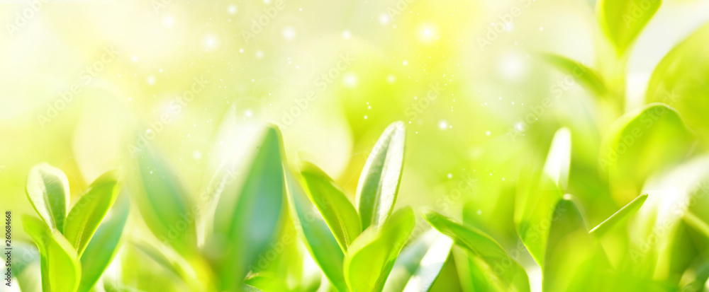 Beautiful natural spring summer background soft focus border with fresh juicy foliage grass and defo