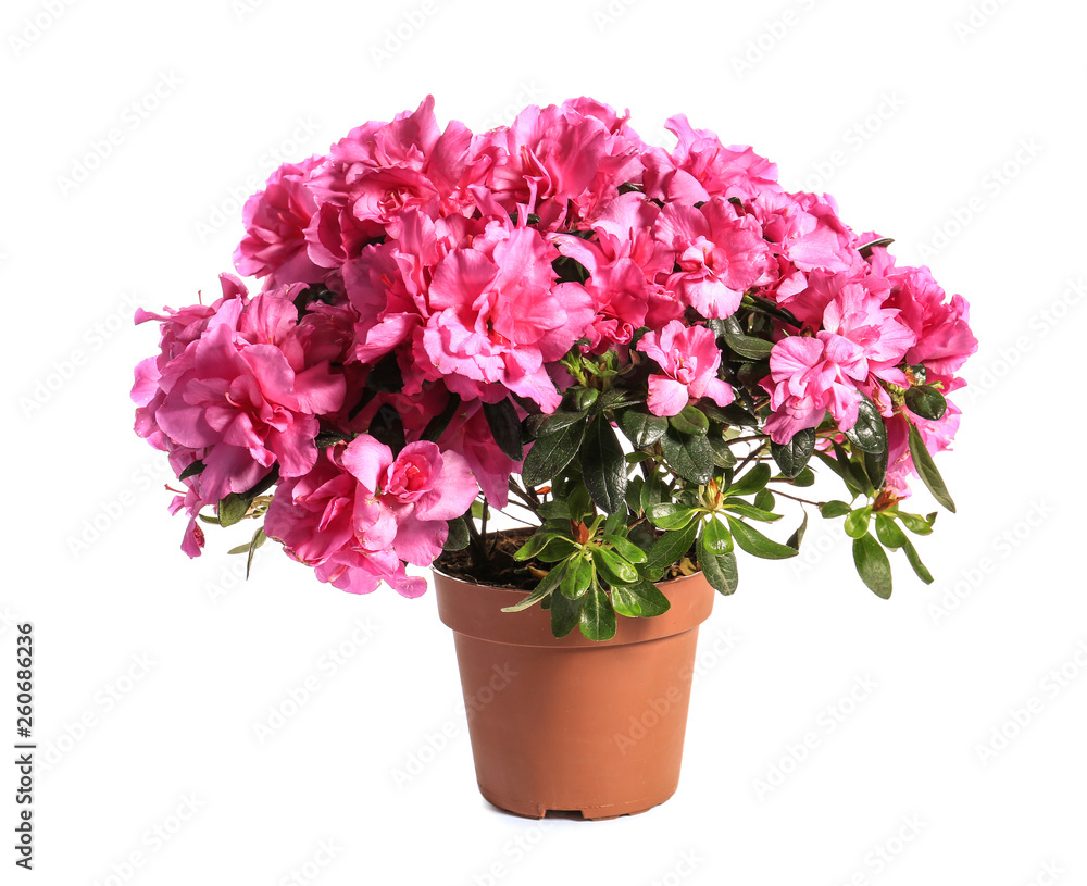 Beautiful blooming azalea in pot on white background