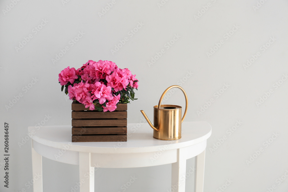 Beautiful blooming azalea and watering can on table against light background