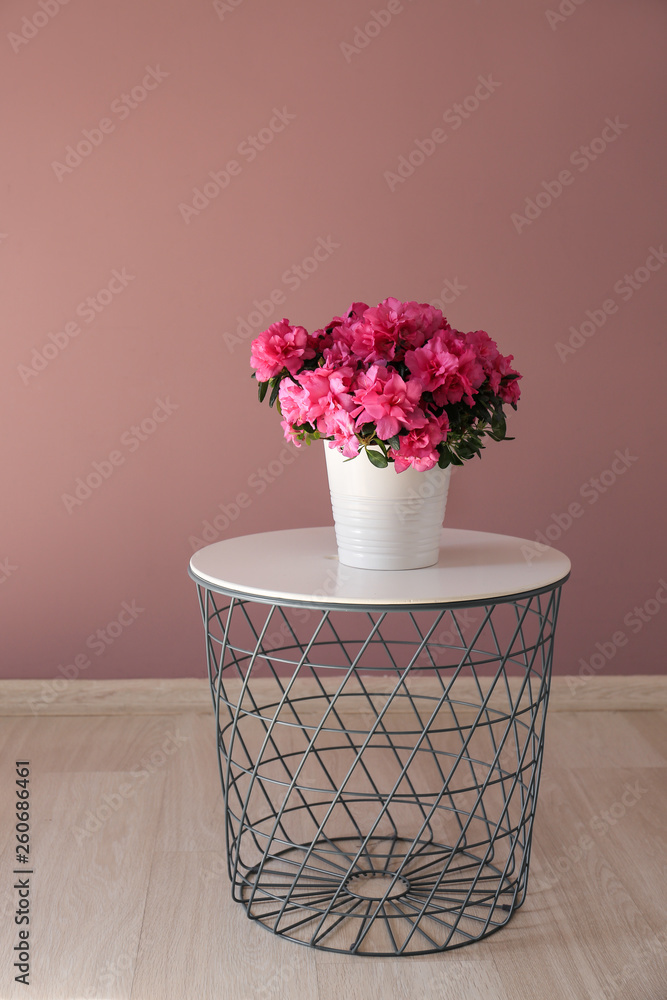 Pot with beautiful blooming azalea on table against color wall