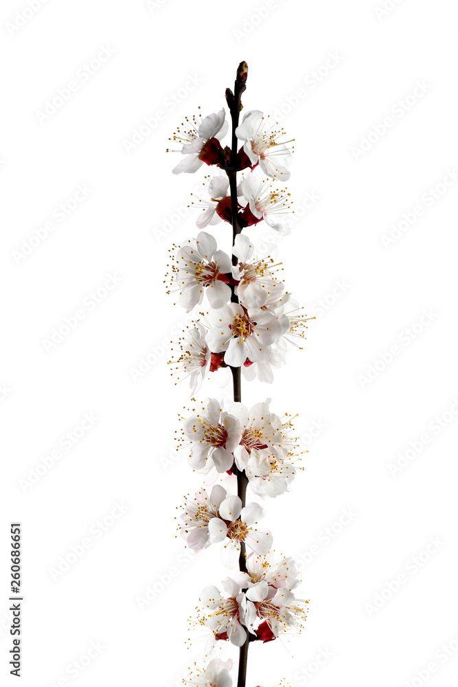 Beautiful blossoming branch on white background