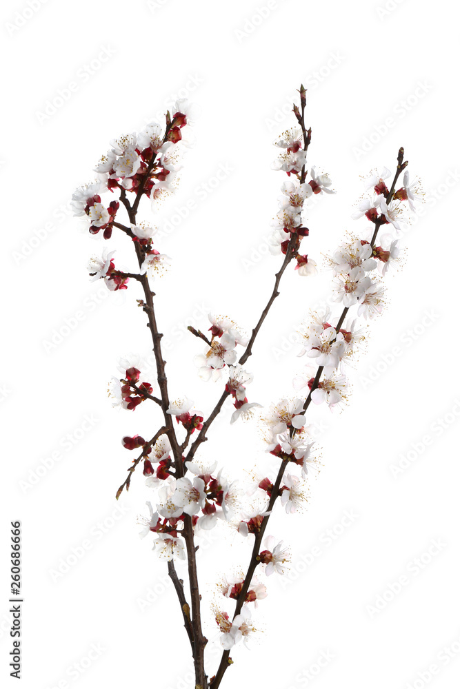 Beautiful blossoming branches on white background