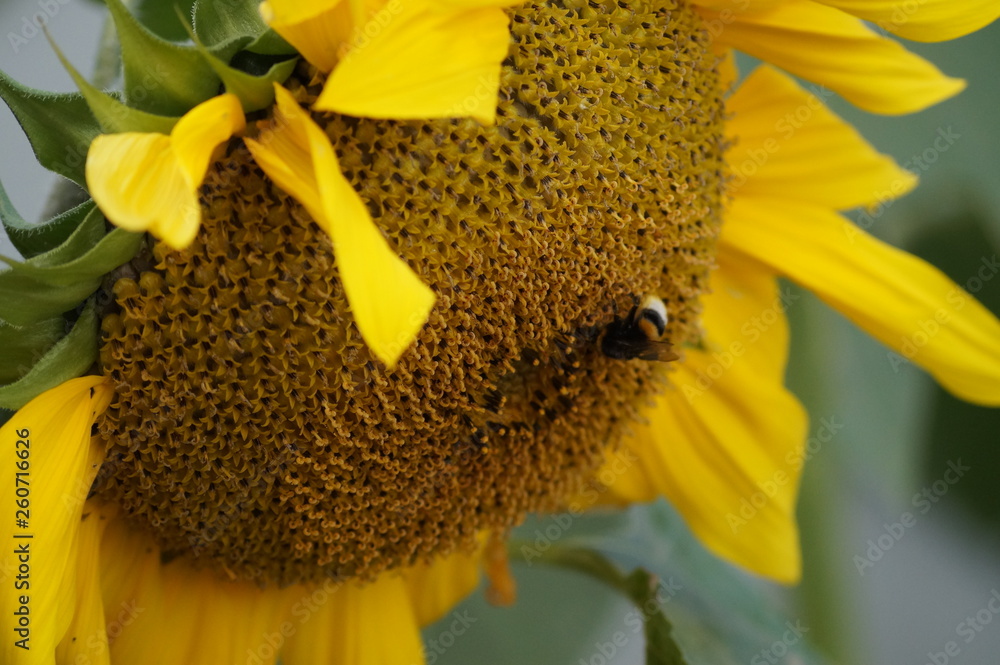 bumblebee sits on a large sunflower