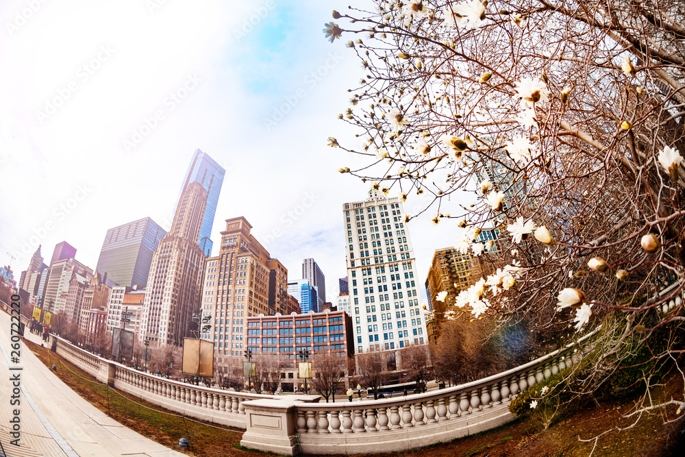 Spring coming to Chicago city, tree and buildings