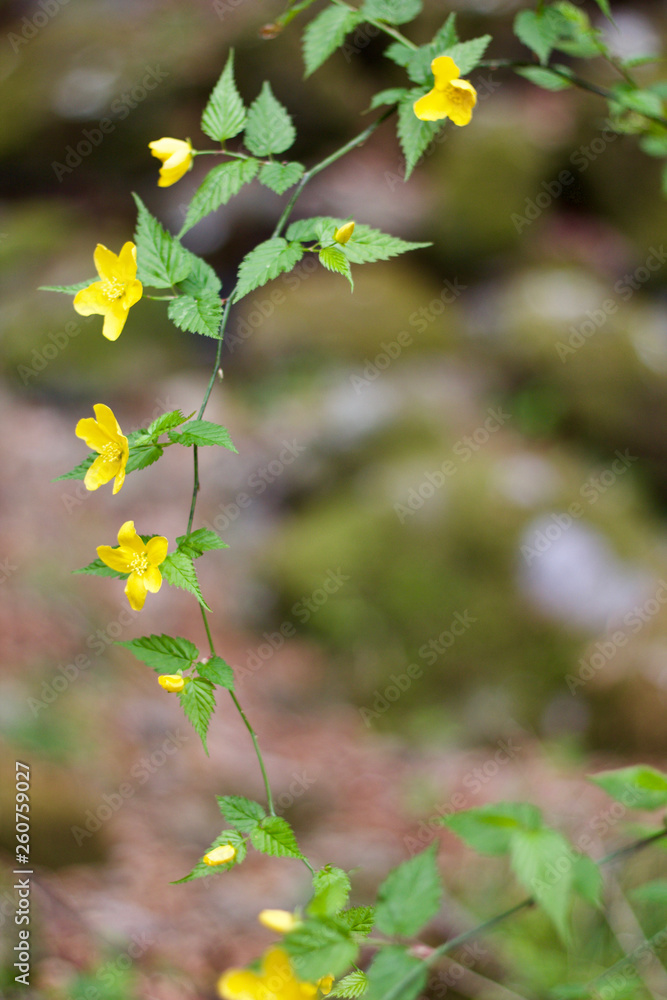 黄色の花