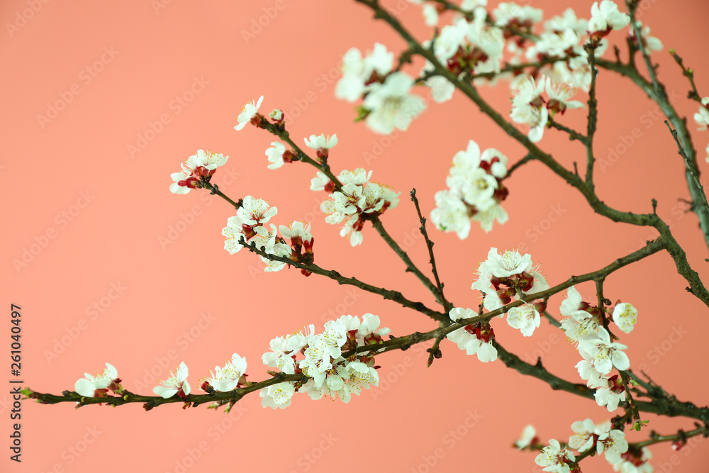 Beautiful blossoming branches on color background