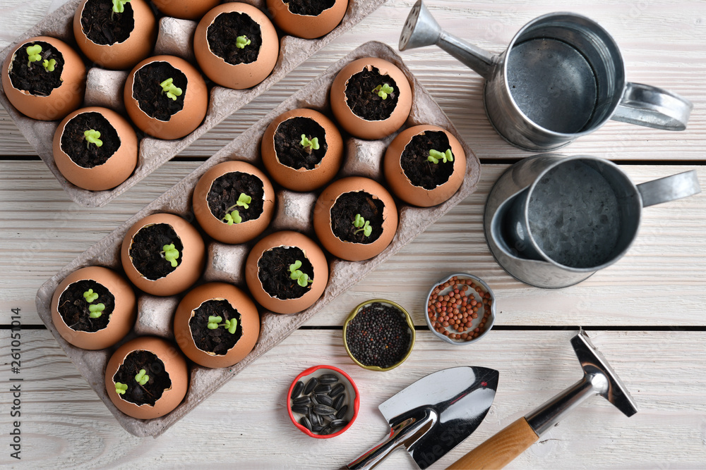 Green sprout growing out from soil in eggshells on table in the garden