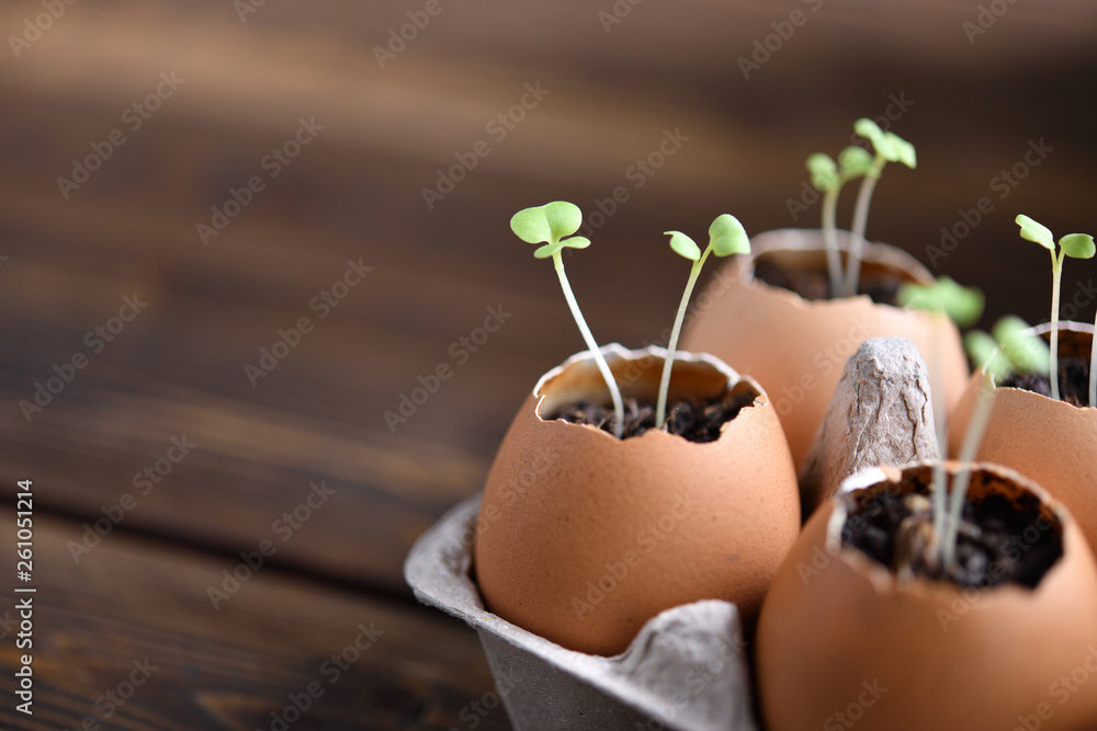 Green sprout growing out from soil in eggshells on table in the garden