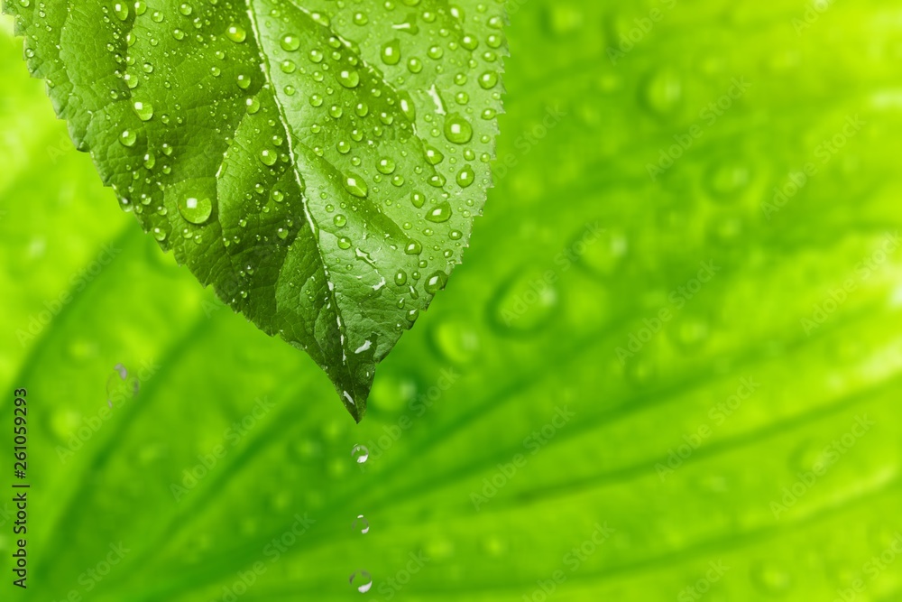 Green Leaf with Water drops isolated on white