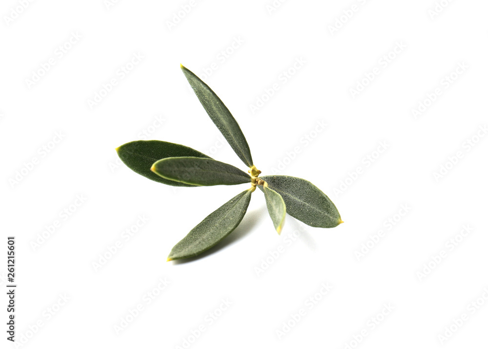 Fresh olive leaves on white background