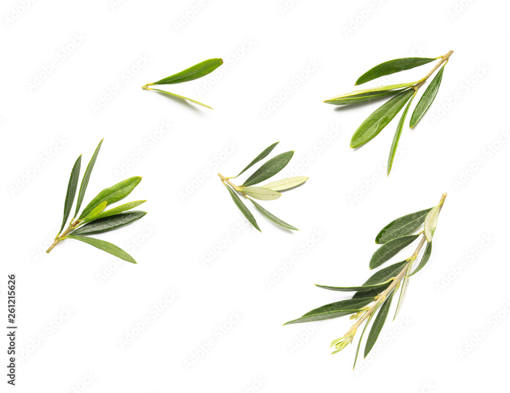 Fresh olive leaves on white background