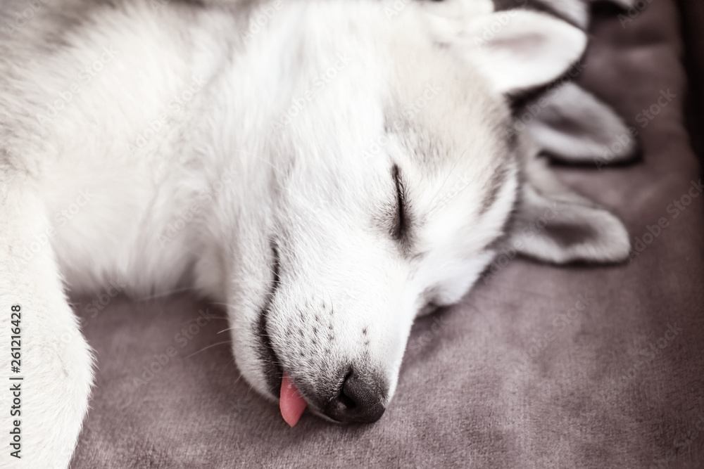 Cute Husky puppy sleeping at home