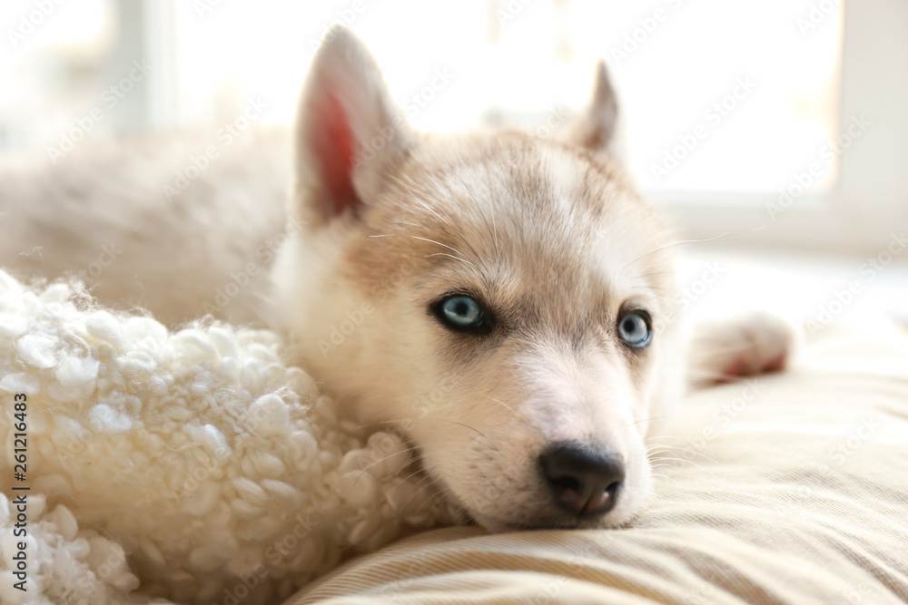 Cute Husky puppy lying on bed