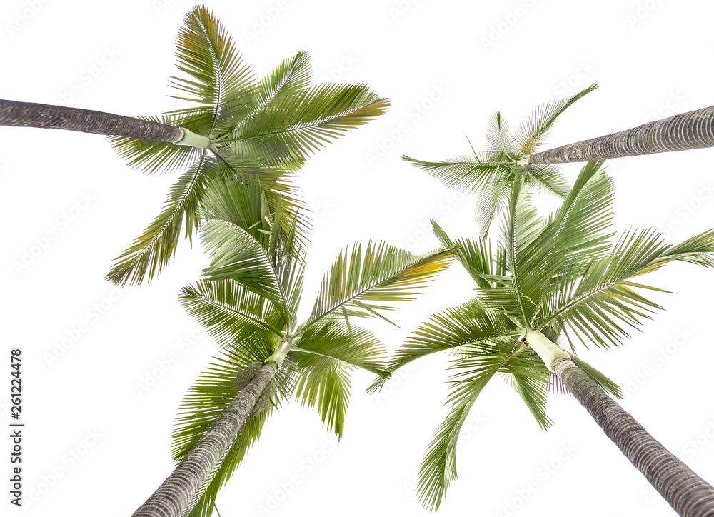 Two plam trees isolated on the white background