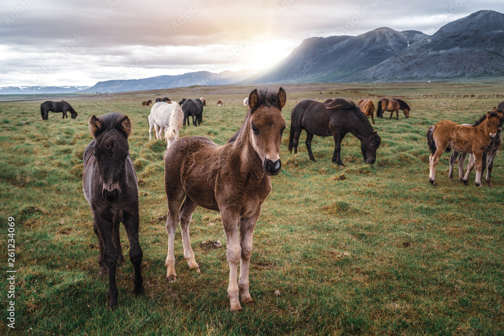 Icelandic horse in the field of scenic nature landscape of Iceland. The Icelandic horse is a breed o