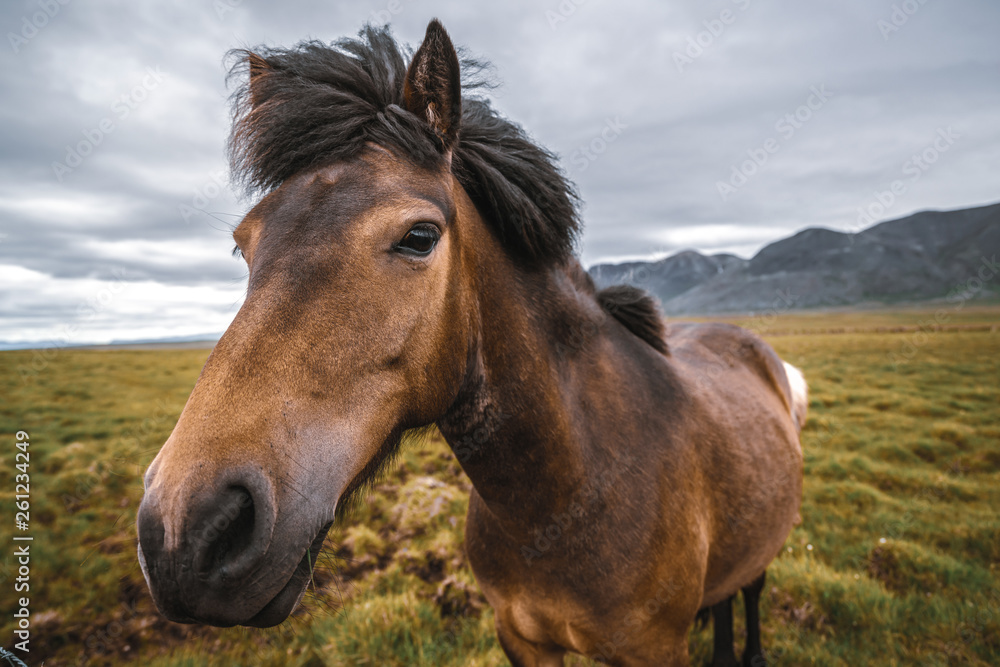 Icelandic horse in the field of scenic nature landscape of Iceland. The Icelandic horse is a breed o