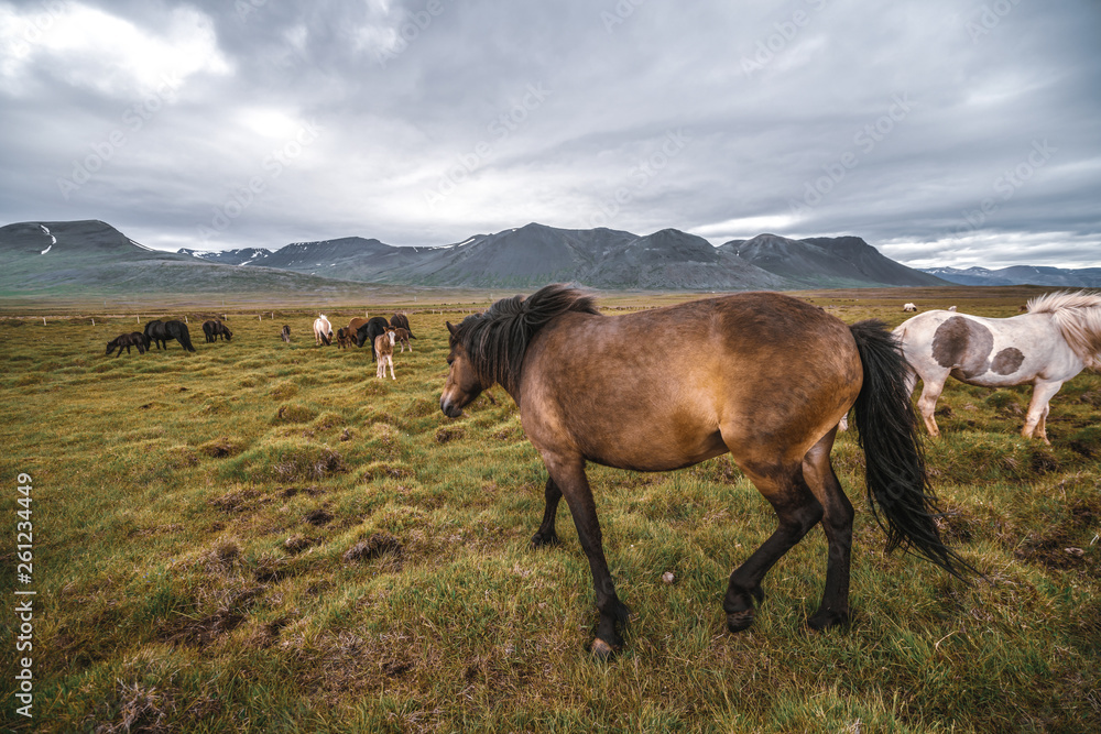 Icelandic horse in the field of scenic nature landscape of Iceland. The Icelandic horse is a breed o